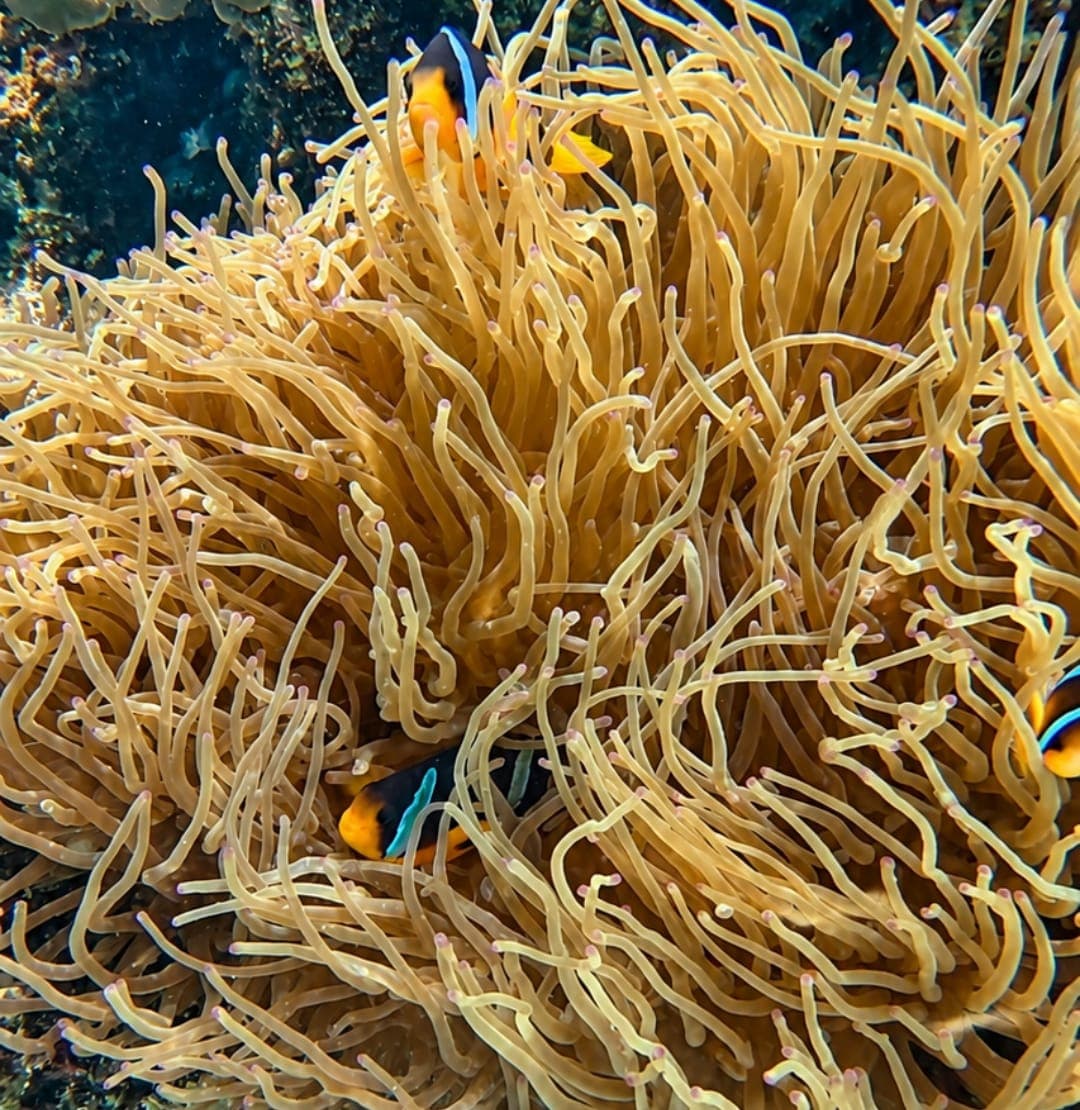 Clownfish sheltering in a sea anemone on the reef at the Daymaniyat Islands