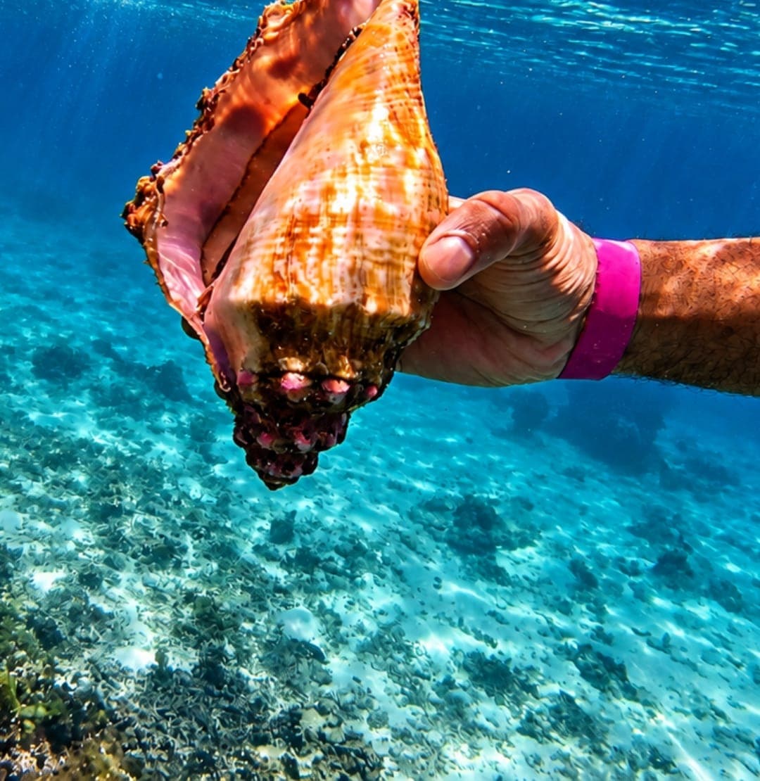 A conch shell held up underwater at the Daymaniyat Islands