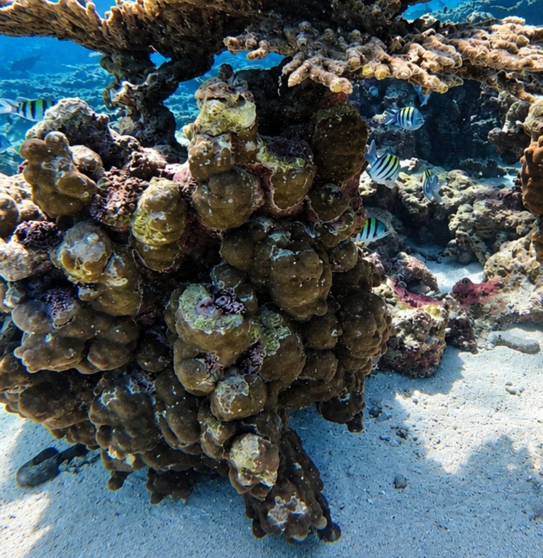 A coral outcrop surrounded by reef fish on white sand at the Daymaniyat Islands