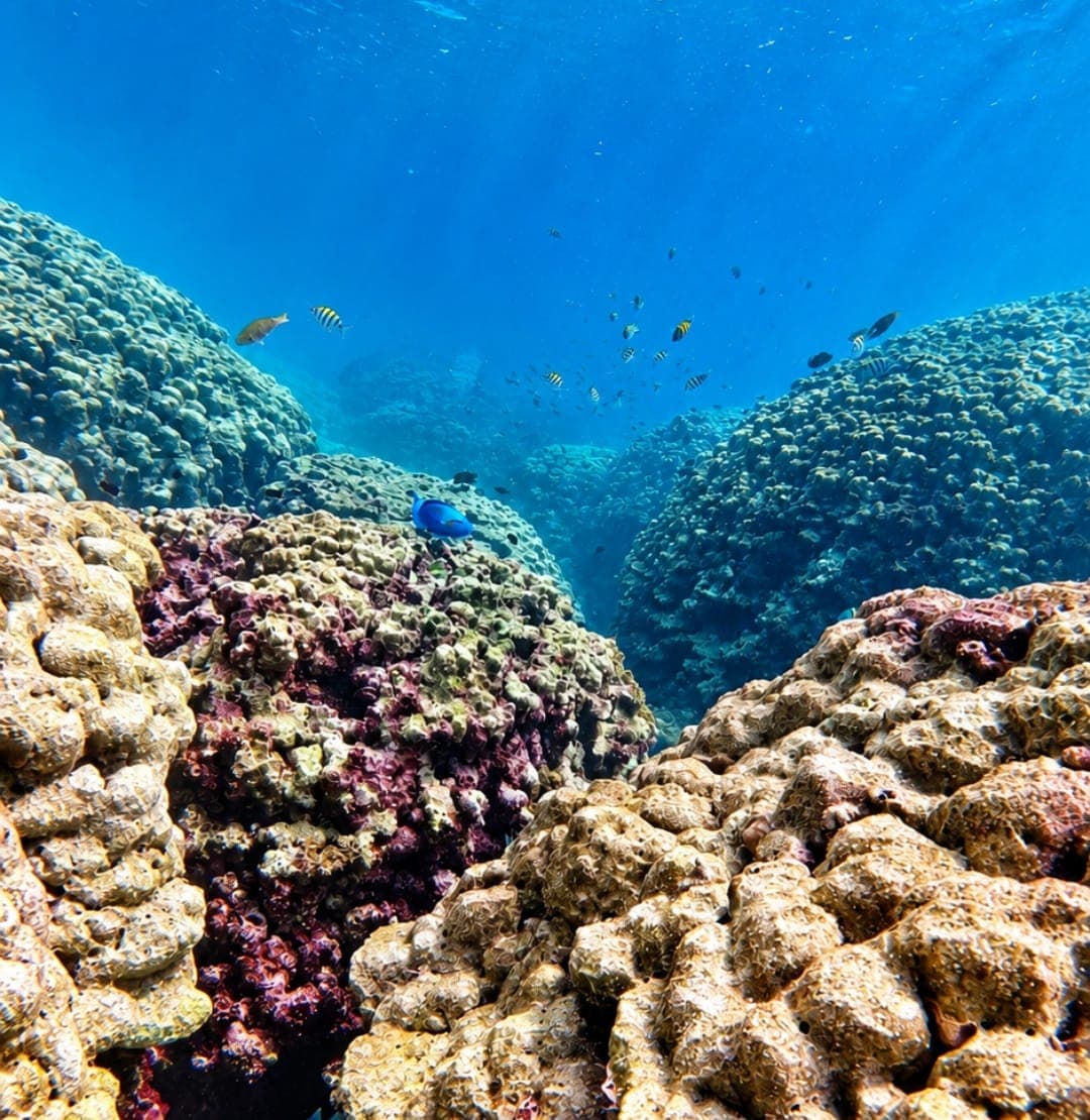 Coral gardens stretching across the seabed in clear water at the Daymaniyat Islands