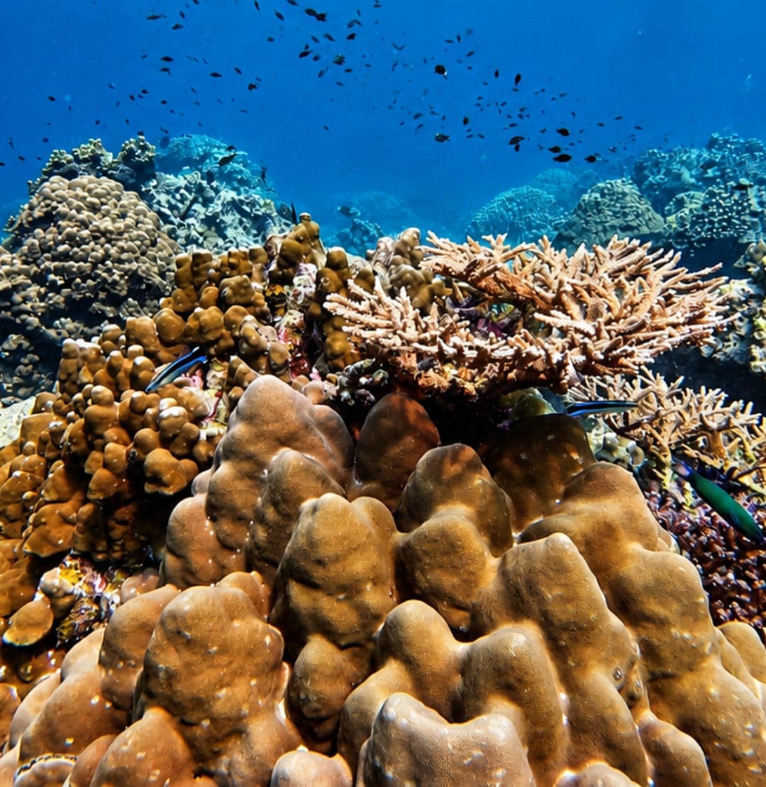 Hard corals and reef fish in clear blue water at the Daymaniyat Islands, Oman