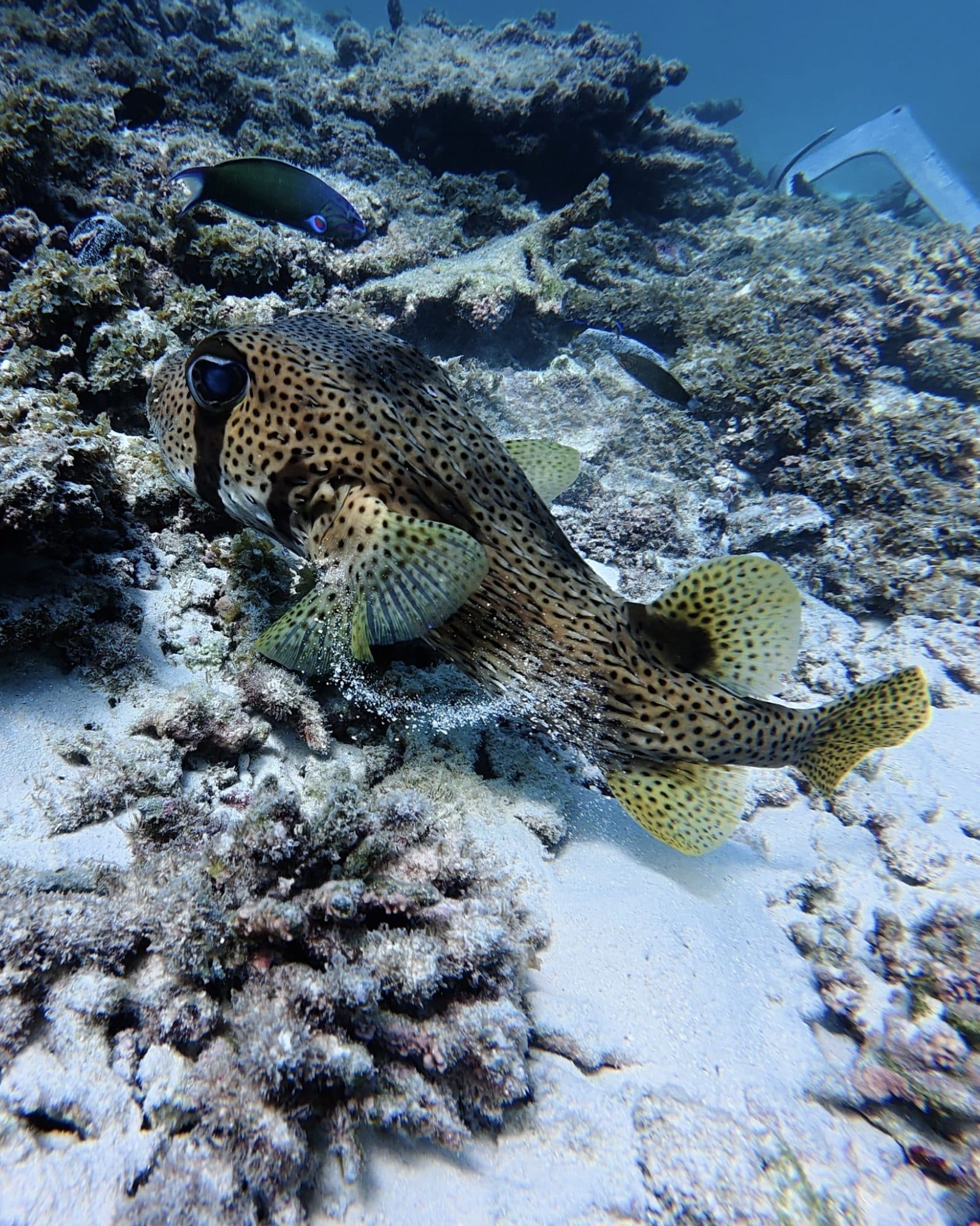 A pufferfish over the coral reef at the Daymaniyat Islands, Oman