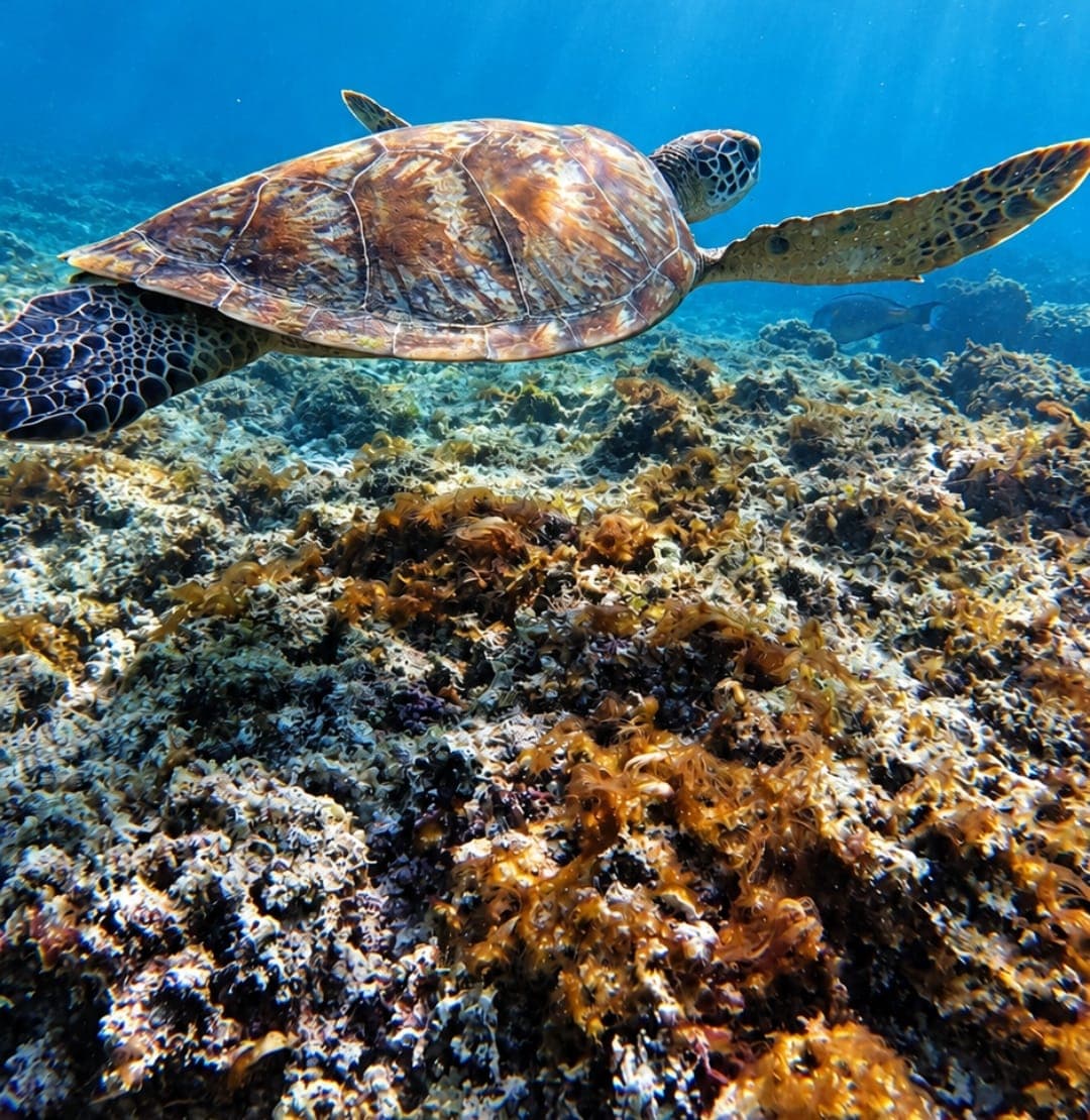A green sea turtle swimming over the reef at the Daymaniyat Islands, Oman