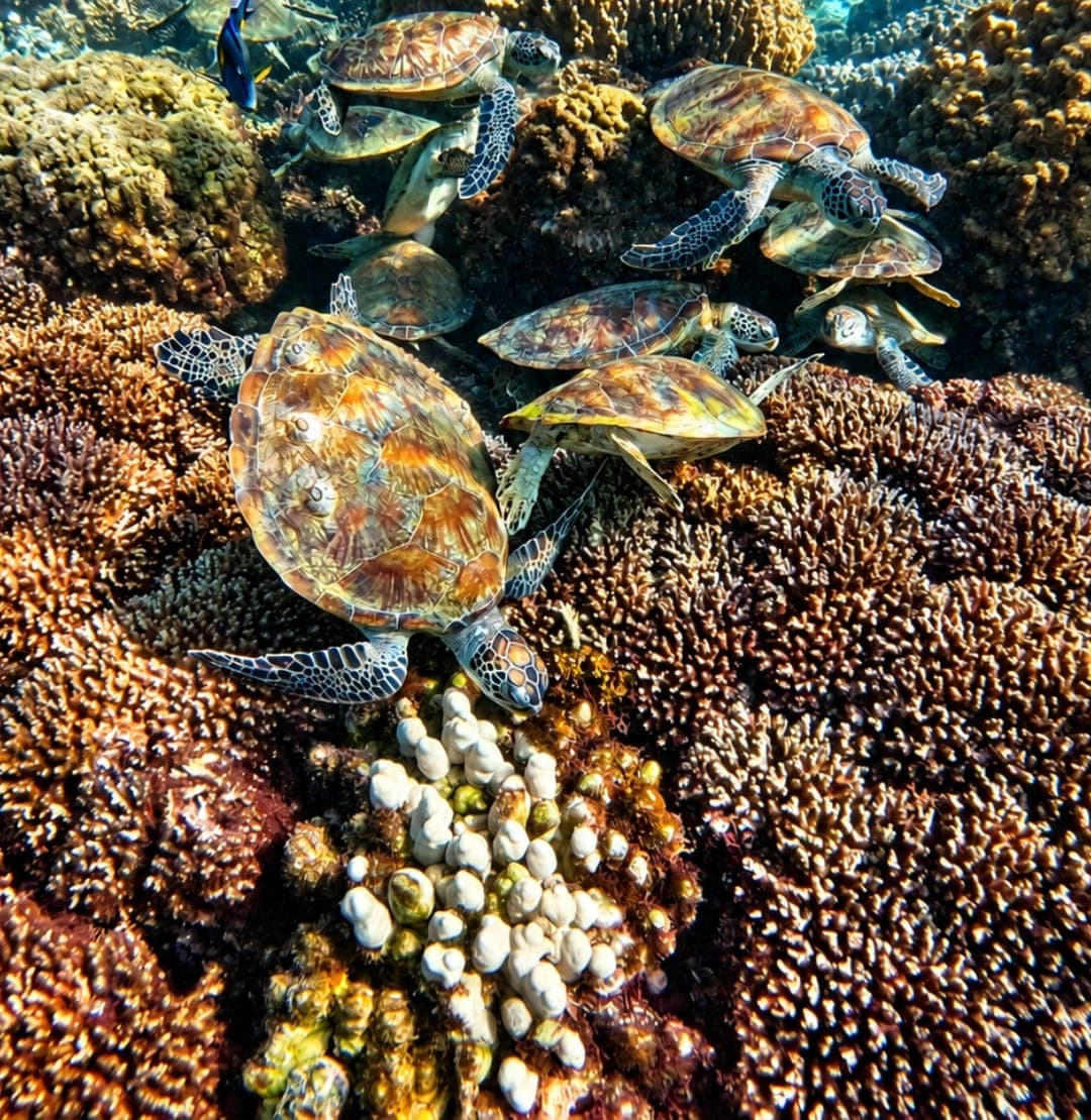 A group of sea turtles resting together on the coral at the Daymaniyat Islands