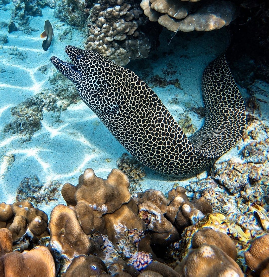 A honeycomb moray eel on the white sand beside the coral at the Daymaniyat Islands