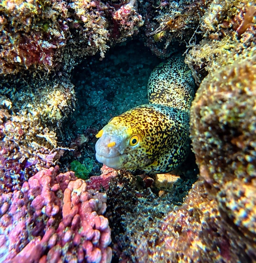 A moray eel peeking out from colourful coral at the Daymaniyat Islands
