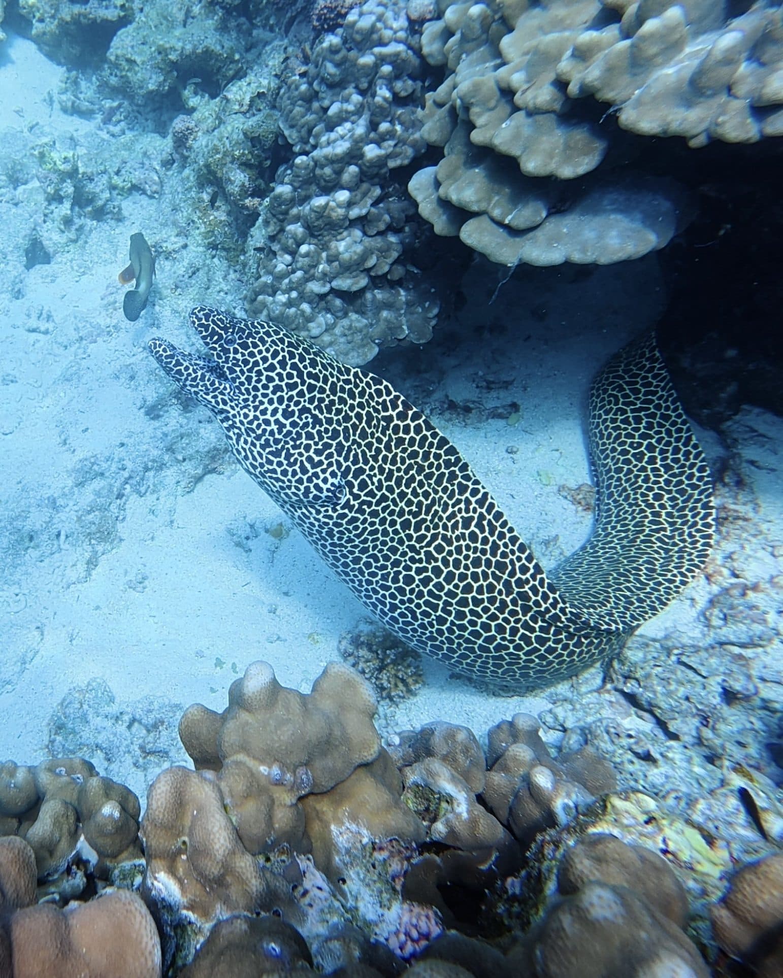 A moray eel among the corals at the Daymaniyat Islands