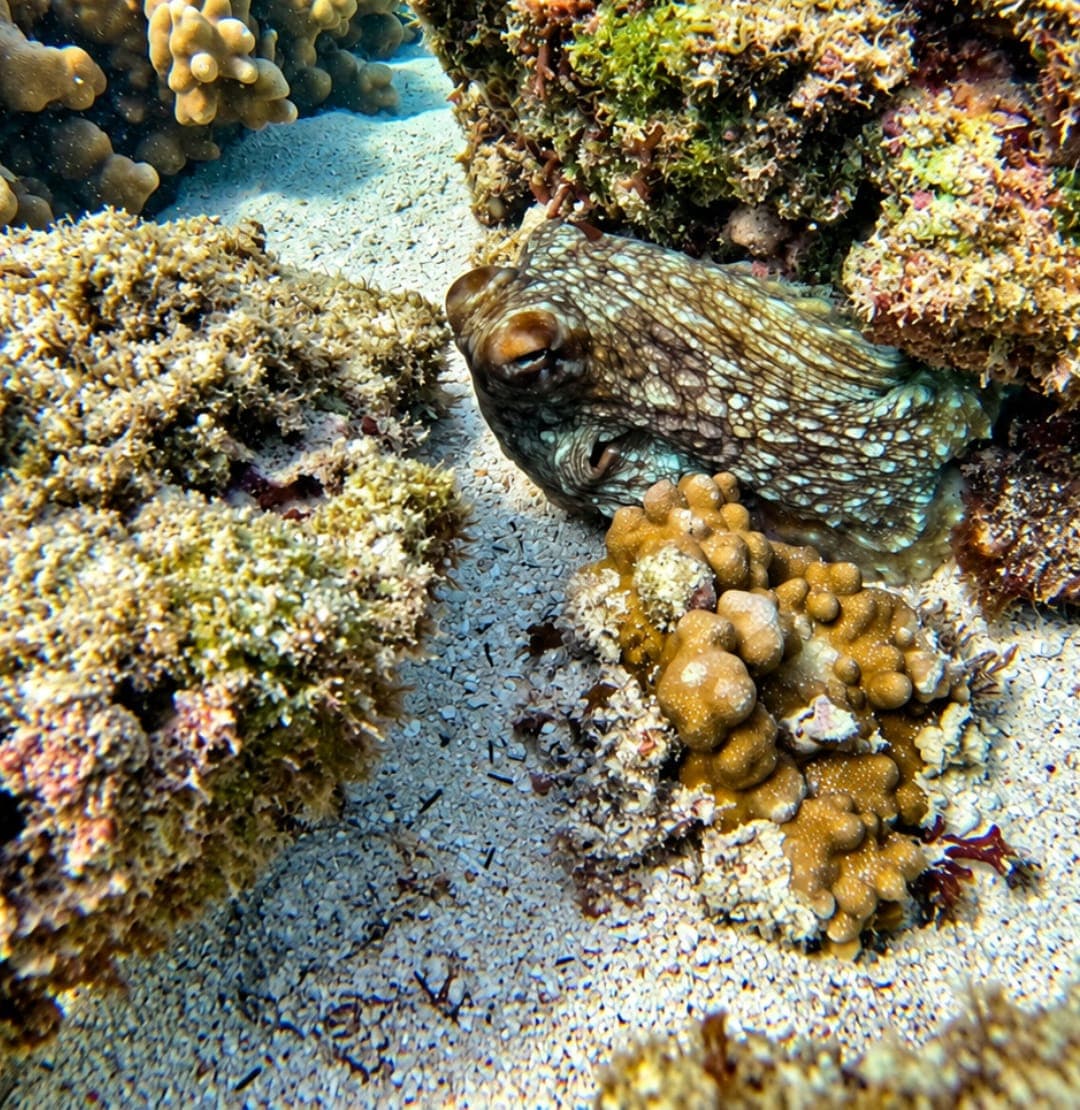 A camouflaged octopus hiding between corals on the sandy seabed at the Daymaniyat Islands