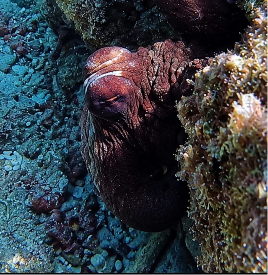 An octopus nestled among the corals at the Daymaniyat Islands