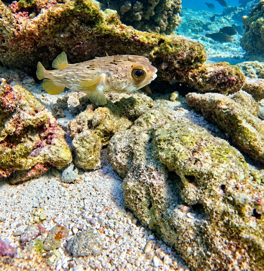 A porcupinefish resting on the coral reef at the Daymaniyat Islands, Oman