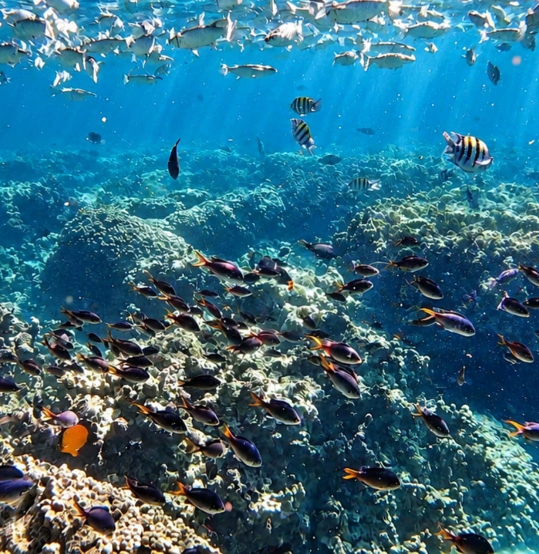 A school of reef fish swimming over the coral at the Daymaniyat Islands, Oman