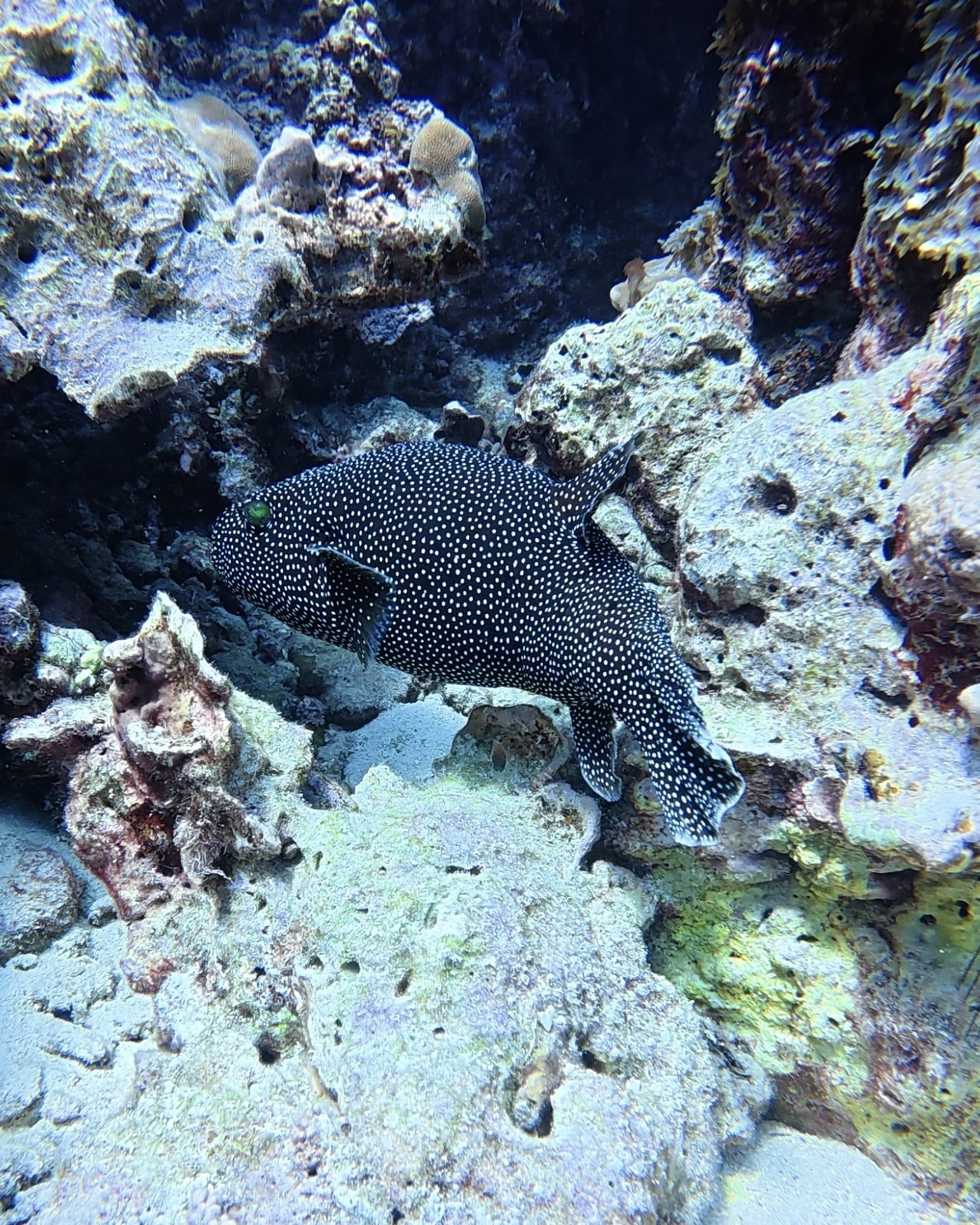 A sea turtle resting on the coral reef at the Daymaniyat Islands