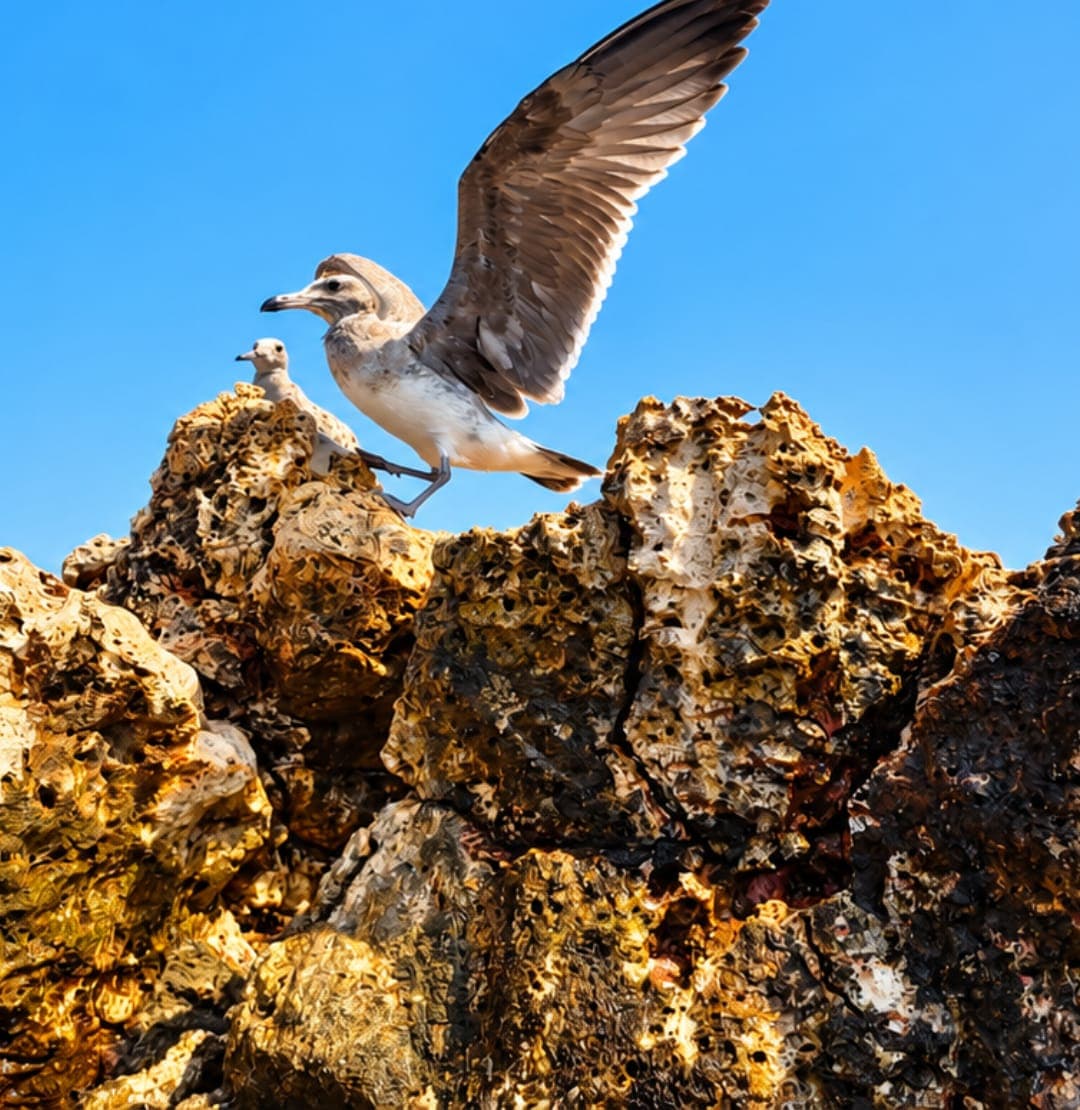 A seagull spreading its wings on a rock at the Daymaniyat Islands, Oman