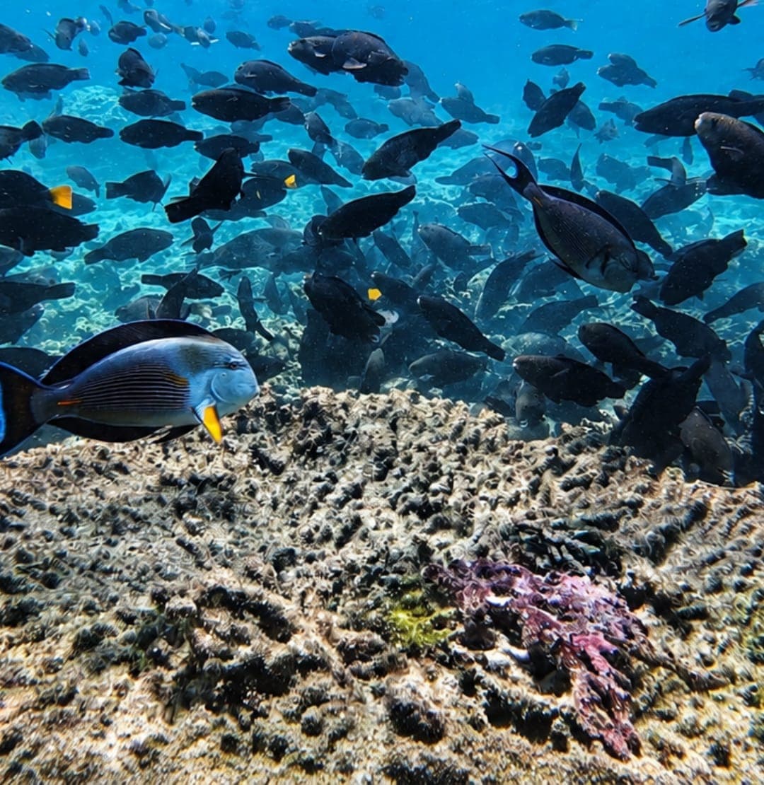 A school of surgeonfish swimming over the reef at the Daymaniyat Islands, Oman