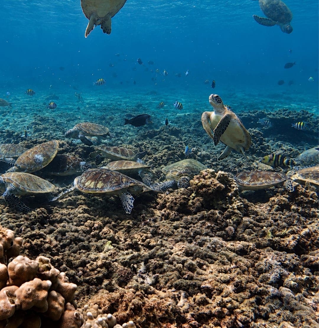 Several sea turtles grazing on the reef at the Daymaniyat Islands, Oman