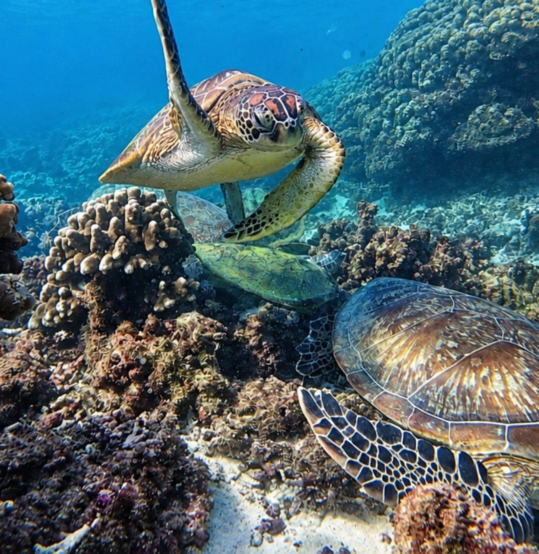Two sea turtles resting among the corals at the Daymaniyat Islands