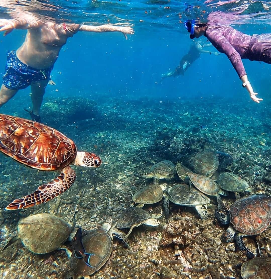Snorkellers swimming above a group of green sea turtles on a half-day Daymaniyat Islands tour from Muscat